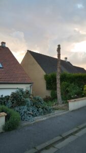 Dessouchage sapin - BricoSolutions