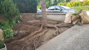Dessouchage sapin - BricoSolutions